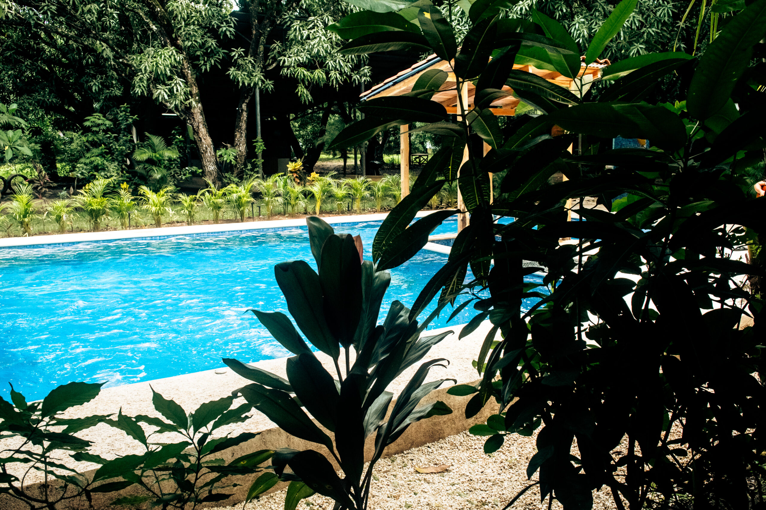 Pool surrounded by tropical trees